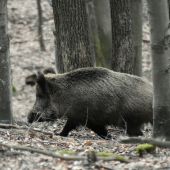 Diviačik.