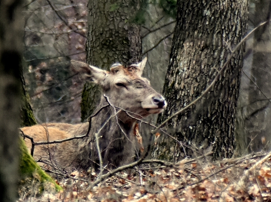 Jarná únava.