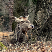 Jarná únava.
