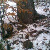 14-torák pod smrekom