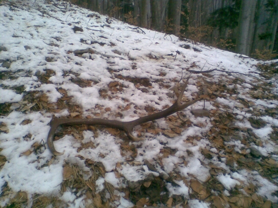 osemtorák na hrebeni