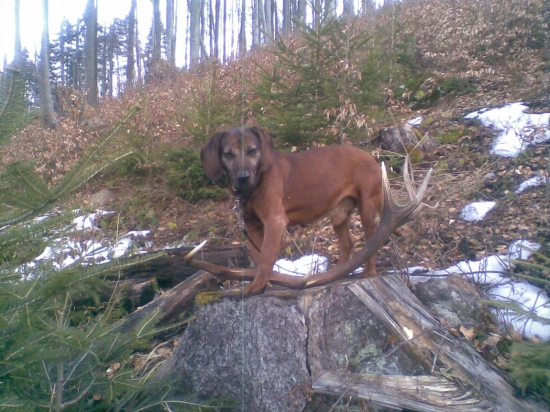 posledný Lesanov zhod