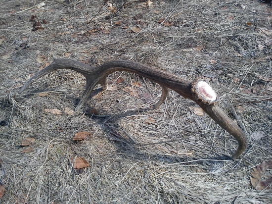 už ich nieje vela...ale potešil