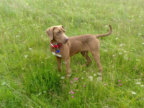 Spoločníčka na cestách necestách