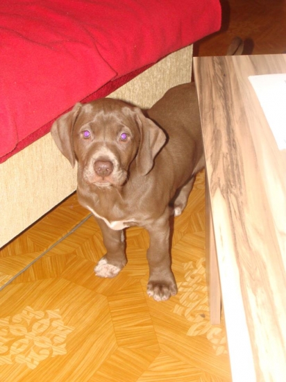 Ešte krpatá Sandy :)