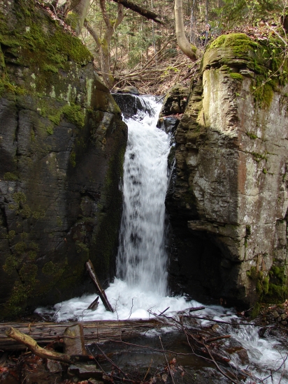 V Badínskom pralese