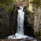 V Badínskom pralese