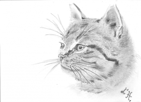 Pohľad mačky divej