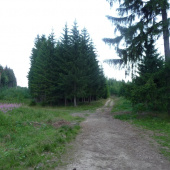 Cestičky