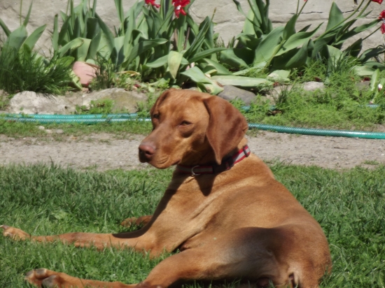 GWENN z Pavlovských Jelšin