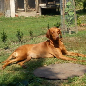 GWENN