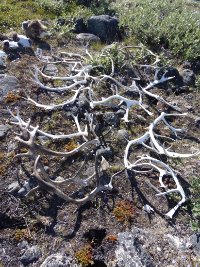 zhody zo soba karibu