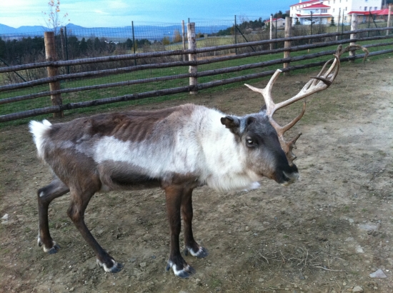 santa si u nás zabudol soby