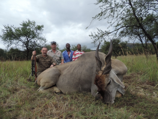 Cape Eland