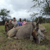 Cape Eland