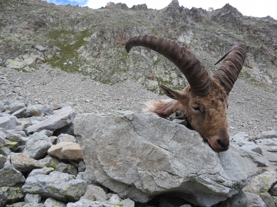 Stredokaukazský tur