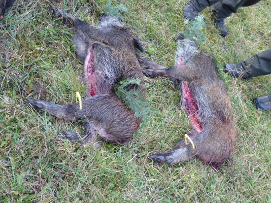 prasiatka zo spoločnej