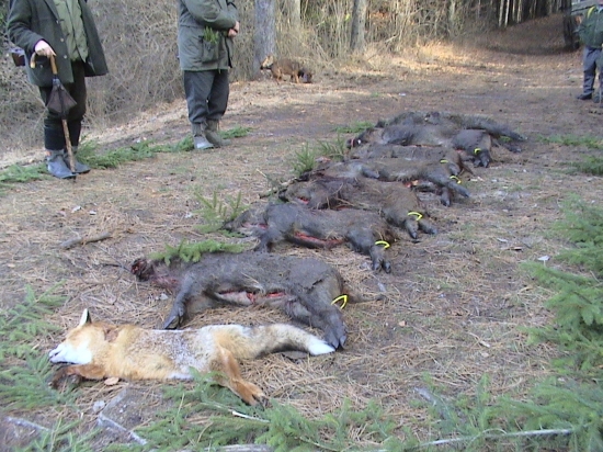 výrad zo spoločnej poľovačky