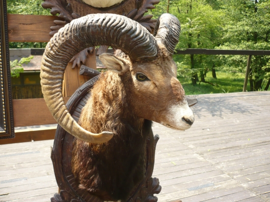 polovnícke slávnosti