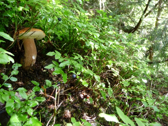 hríb čučoriedkový