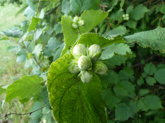 dupľa pre popolušku