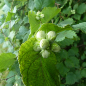 dupľa pre popolušku