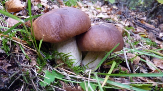 radosť chodiť po lese