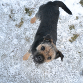 Eddie ( Iason Hanter Krisbark)