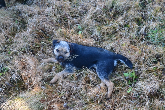 Eddie ( Iason Hanter Krisbark)