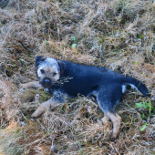 Eddie ( Iason Hanter Krisbark)