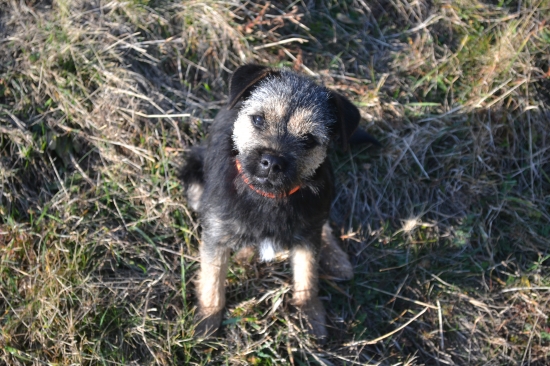 Eddie ( Iason Hanter Krisbark)