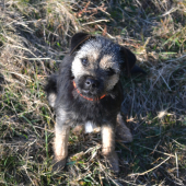 Eddie ( Iason Hanter Krisbark)