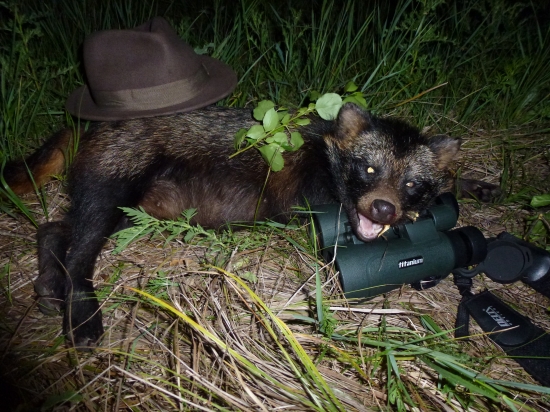 Psík medvedíkovitý