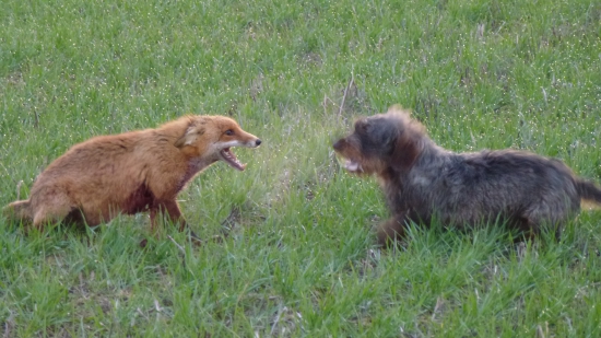 Sfušovanu strelu zachraňuje parťák!