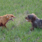 Sfušovanu strelu zachraňuje parťák!