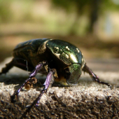 Zlatoň obyčajný (Cetonia aurata)