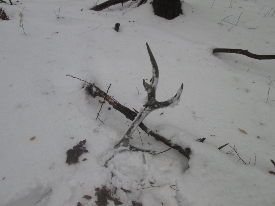 desatorak ale stary  2,5kg