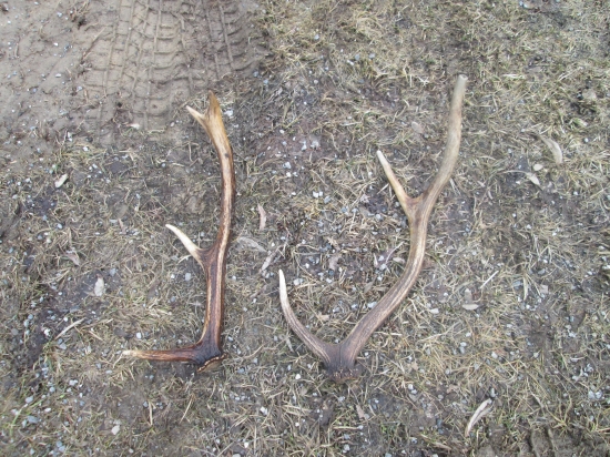 dnes doobede ale stare