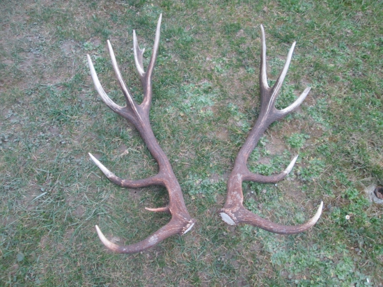 nepárny šestnástorak