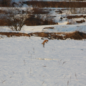 hop
