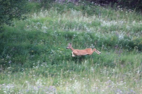 hop