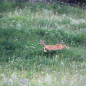 hop