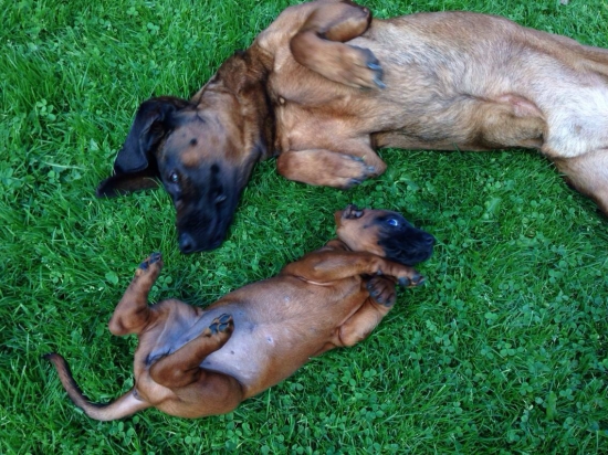 ked chcel stary mladym byt..