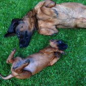 ked chcel stary mladym byt..