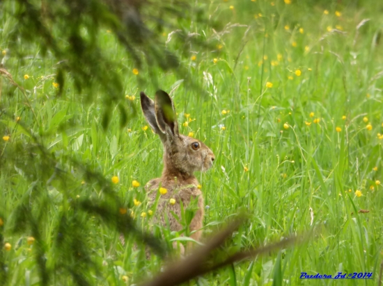 nič netušiaci zajko