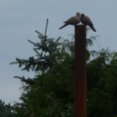 Ještě jednu pusinku