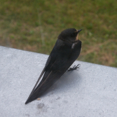 Schovaná před deštěm