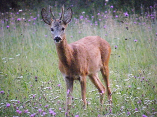 Dnešní přivábený :)