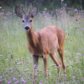 Dnešní přivábený :)