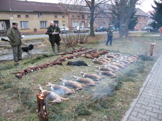 Výřad na dnešním honě 21 zajíců, 49 bažantů a 1 divoký krocan